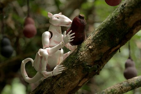 Winter in the Rainforest, Anu-Laura Tuttelberg, EE 2019_04.jpg