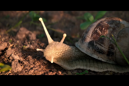 The Left-Handed Snail, Matteo Boulard, Clément Nahmias, Louis Velaine, Valentin Decombes, Gabryël Aury, Mathys Mysius , FR 2025_01
