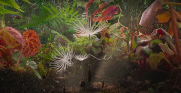 Dandelion's Odyssey, Momoko Seto, FR, BE 2025
