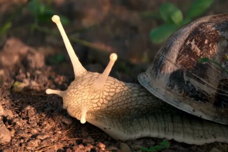 The Left-Handed Snail, Matteo Boulard, Clément Nahmias, Louis Velaine, Valentin Decombes, Gabryël Aury, Mathys Mysius , FR 2025