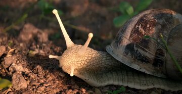 The Left-Handed Snail, Matteo Boulard, Clément Nahmias, Louis Velaine, Valentin Decombes, Gabryël Aury, Mathys Mysius , FR 2025